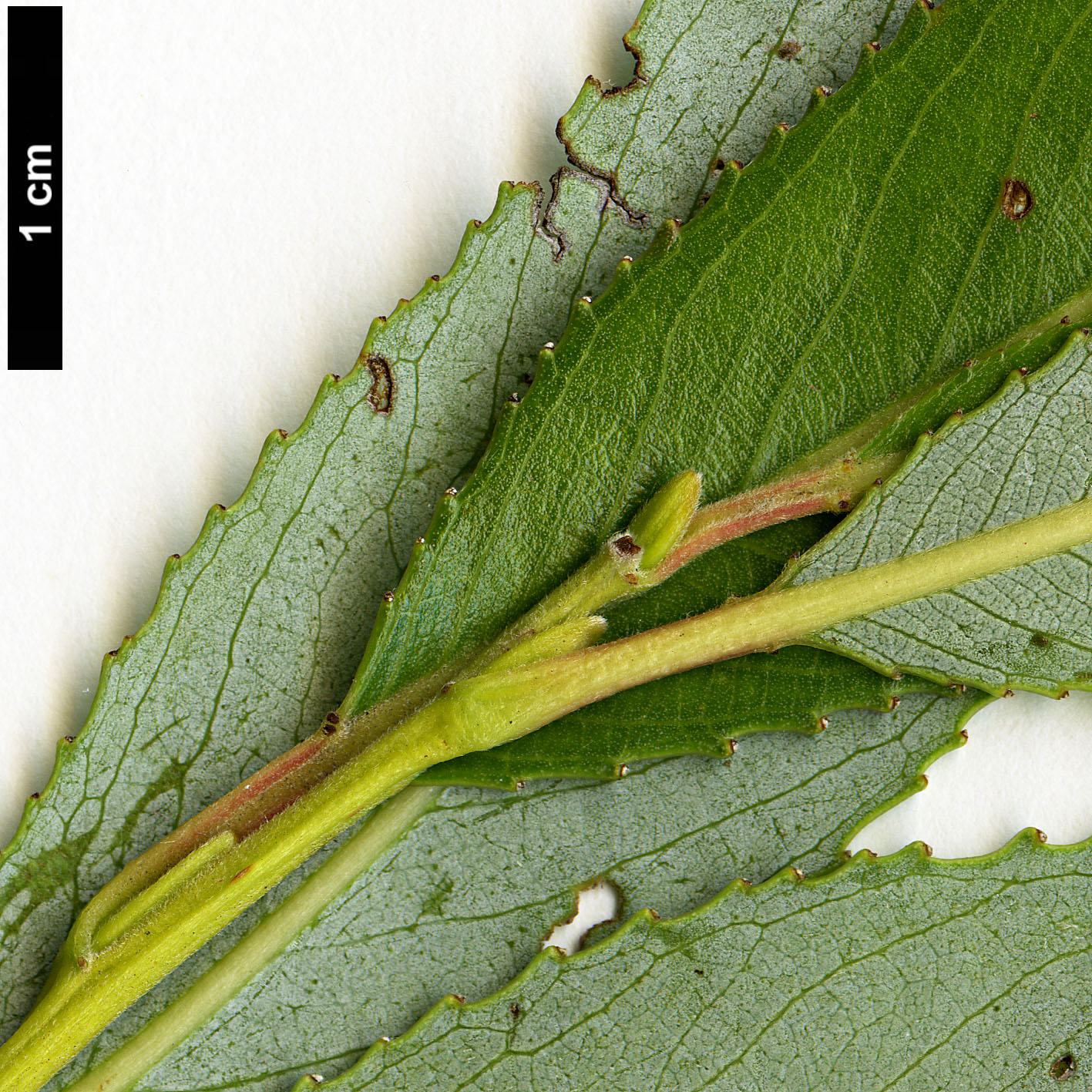 High resolution image: Family: Salicaceae - Genus: Salix - Taxon: ×fragilis - SpeciesSub: var. fragilis